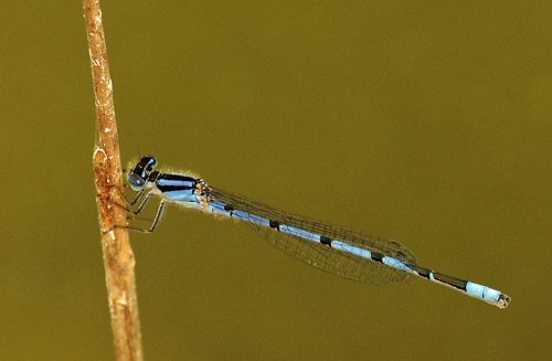 Male
2013_04_01_Charlton